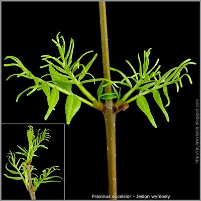 Fraxinus excelsior young leaf - Jesion wyniosły młode liście