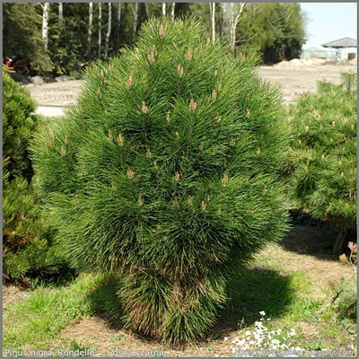 Pinus nigra 'Rondello' - Sosna czarna 'Rondello'