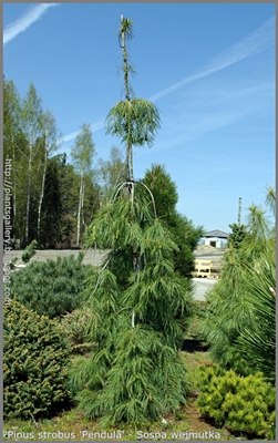 Pinus strobus 'Pendula' - Sosna wejmutka 'Pendula' 