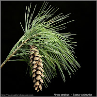 Pinus strobus  - Sosna wejmutka 