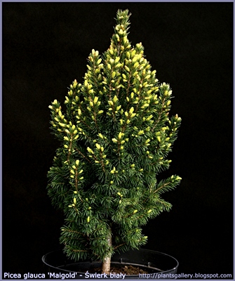 Picea glauca 'Maigold' - Świerk biały 'Maigold'