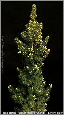 Picea glauca 'Biesenthaler Frühling' - Świerk biały 'Biesenthaler Frühling'
