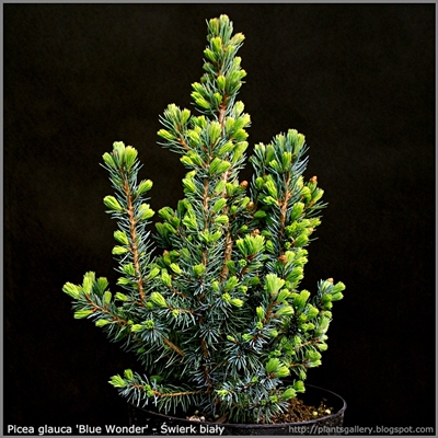 Picea glauca 'Blue Wonder' - Świerk biały 'Blue Wonder' 