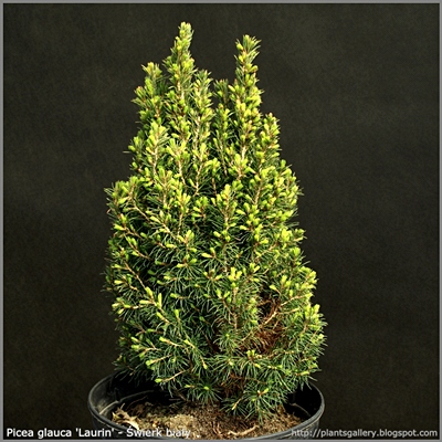 Picea glauca 'Laurin' - Świerk biały 'Laurin'