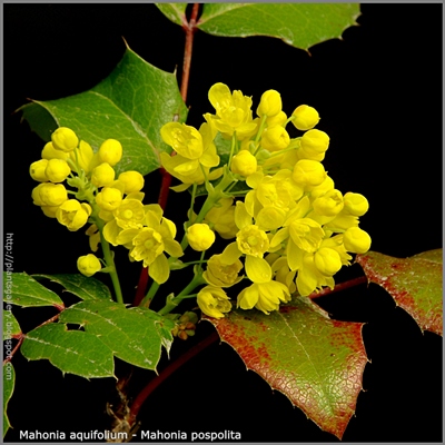 Mahonia aquifolium - Mahonia pospolita