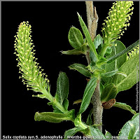 Salix cordata syn.S. adenophylla - Wierzba gęstolistna, W. paszowa
