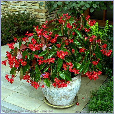 Begonia 'Dragon Wing Red' - Begonia
