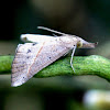 Hypena Moth