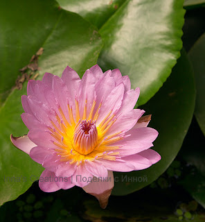Water lily. Photo