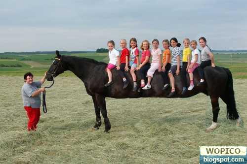 Longest Horse