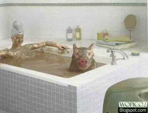 Pig Bath