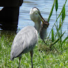 Great blue heron, Florida water rat