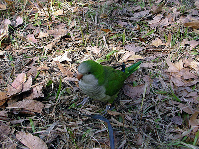 台中和平汶山露營區 @98 年元旦活動 (2-2)