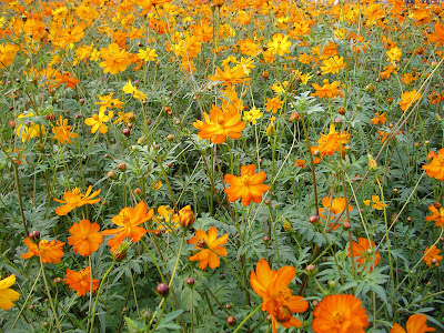 高雄茂林，屏東墾丁 @95 年春節露營 (2-1)