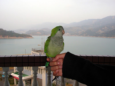 高雄那瑪夏發啦斯營地 @98 年春節移動露營 (4-1)