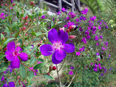 高雄那瑪夏拉比尼亞露營山莊 @98 年春節移動露營 (4-4)