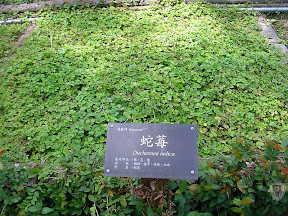 花蓮牛山呼庭，台東小野柳，台東ㄚ一ㄚ旺 @95 年中秋露營