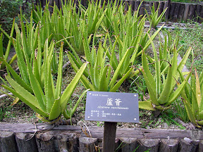 花蓮牛山呼庭，台東小野柳，台東ㄚ一ㄚ旺 @95 年中秋露營