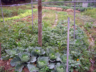 新竹關西飛鳳園農場 @定點露營