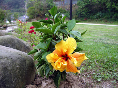 新竹關西飛鳳園農場 @定點露營