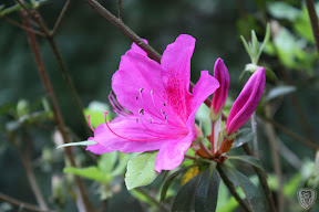 新竹北埔永茂森林山莊 @2009 第一屆古典燈爐聚會