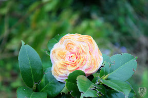 新竹北埔永茂森林山莊 @2009 第一屆古典燈爐聚會