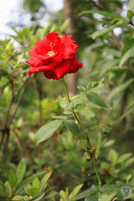 南投草屯本草奇花園 @八大露營社中/南區迎新活動