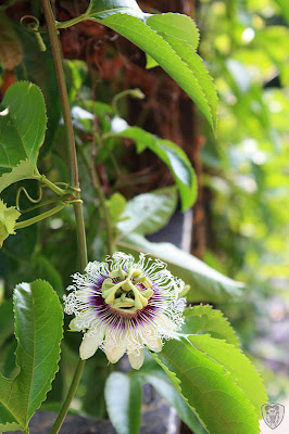 南投草屯本草奇花園 @八大露營社中/南區迎新活動