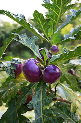 南投草屯本草奇花園 @八大露營社中/南區迎新活動