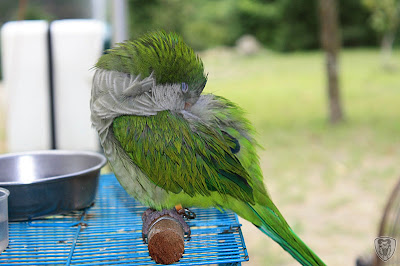 苗栗泰安龍安農園 @八大露營社活動