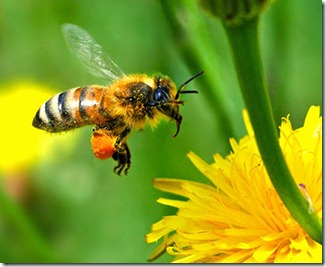 honey-bee