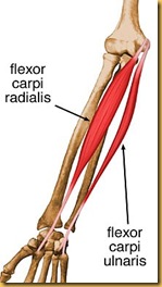 Flexor carpi radialis, ulnaris