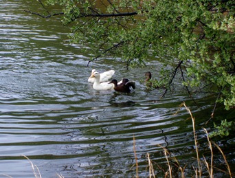 ducks leaving 2