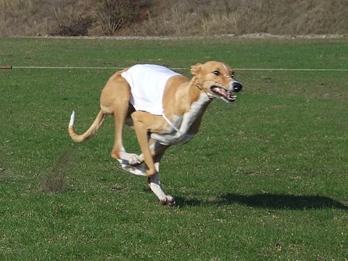 Coursing%20Kecskemet%202009%2010_002.jpg