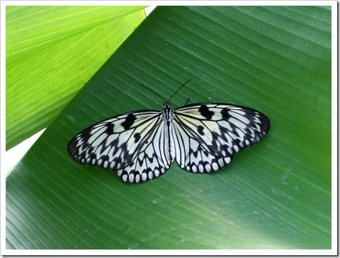Papilio_butterfly