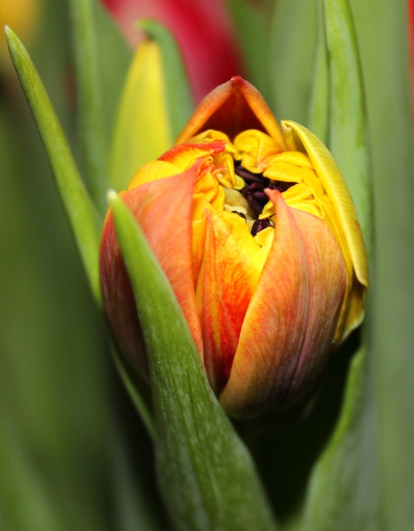 [tulipan[3].jpg]