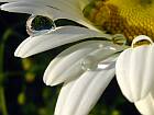 Raindrop on a white daisy