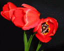 Tulips - flower videos - beautiful spring flowers