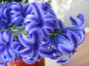 Hyacinth flowers for Mother's Day-video