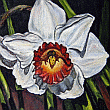 white narcissus flower-oil painting
