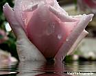 Wet autumn rose