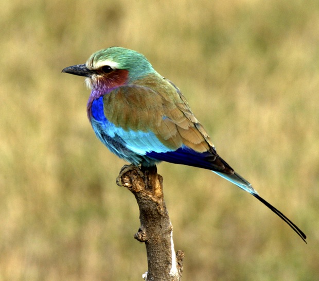 b-Lilac- -Breasted- Roller-bird