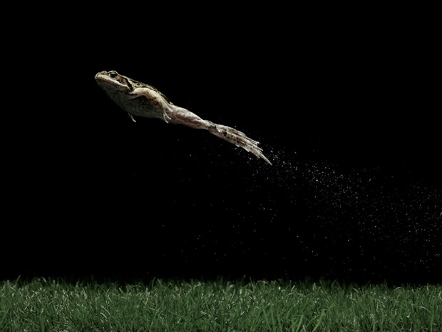 frog speedy photography