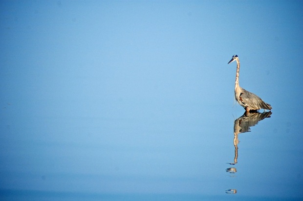 Great-Blue-Heron-Eastern-Shore-Virginia