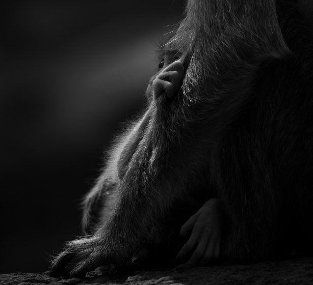 Photography of Baby Bonnet Macaque with mother at B.R Hills, Karnataka, India
