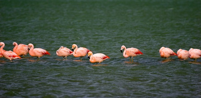 [2-Photography-of-birds-flamingos[2].jpg]