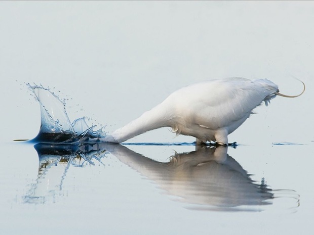 Animal-photography- Great-White-Egret