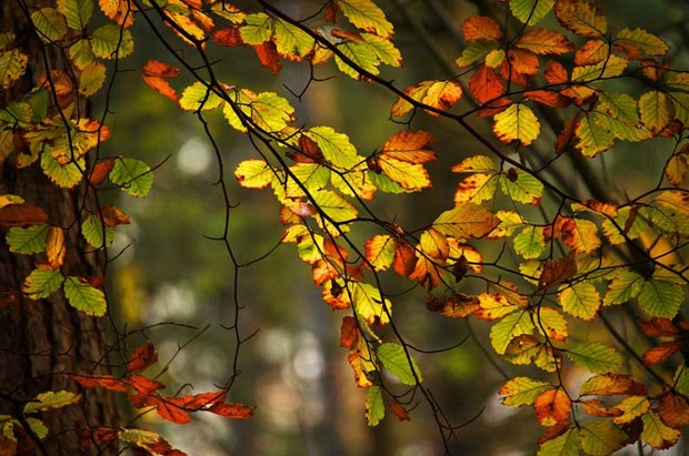 Fall-leaves-and-foliage
