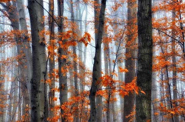 34-Autumn-nature-photography