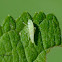 Nymph Leafhopper